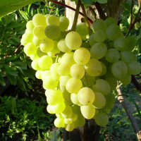 Виноград Олекса купить