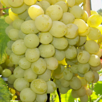 Виноград Мускат Ладаний купить