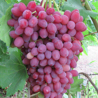 Виноград Кішміш Велес купить
