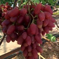 Виноград Дубовський купить