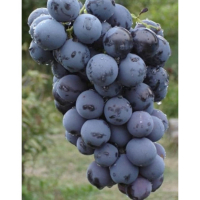 Виноград Страшенский купить