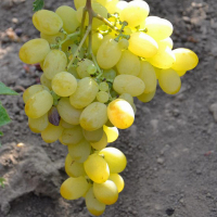 Виноград Кішміш Афродіта купить