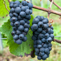 Виноград Піно Нуар купить