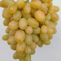 Виноград Кішміш Геліодор купить