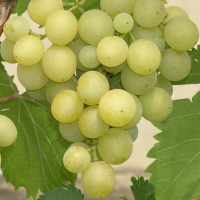 Виноград Галбена ноу (Золотинка) купить