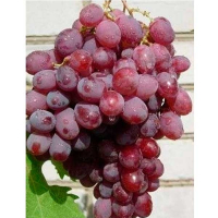 Виноград Геліос купить