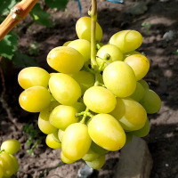 Виноград Мускат Дубовський купить