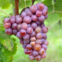 Виноград Трамінер розовий купить