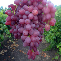 Виноград столовий Велес купить