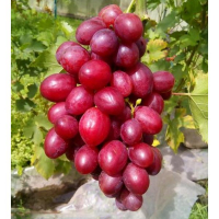 Виноград столовий Велюр купить