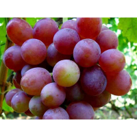 Виноград столовий Червоний діамант купить