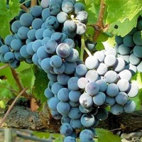 Виноград столовий Каберне купить