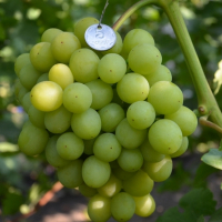 Виноград столовий Нельсон купить