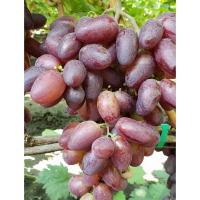 Виноград столовый Сюзанна купить