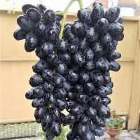 Виноград столовий Джой купить