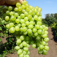 Виноград столовий Коктейль купить
