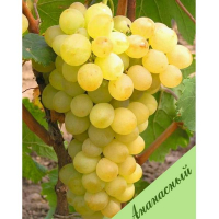 Виноград столовий Ананасний купить