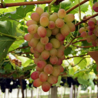 Виноград столовий Мелодія купить