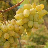Виноград столовий Монарх купить