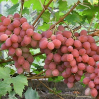 Виноград столовий Анюта купить