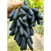 Виноград столовий Аватар купить