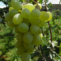 Виноград столовий Смарагд купить