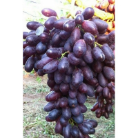 Виноград столовий Князь Трубецкой купить