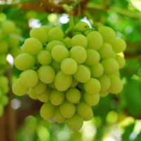 Виноград Кишмиш Саграйон купить