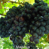 Виноград столовий Маріша купить