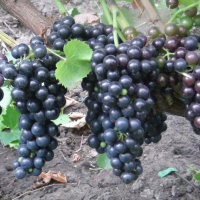 Виноград столовий Чорний лікар купить