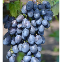 Виноград столовий Чорний кришталь купить