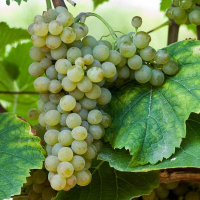 Виноград винний Соляріс купить