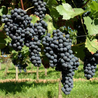 Виноград столовый Регент купить