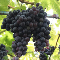 Виноград столовий Фортуна купить