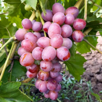 Виноград столовий Художник купить