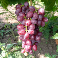 Виноград Кишмиш Аллегро купить