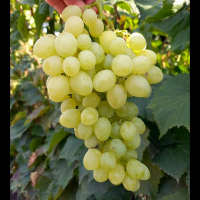 Виноград Кішміш Коачелла купить