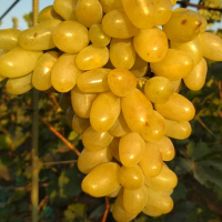 Виноград столовий Банан Фингер купить