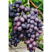 Виноград Кішміш Бравісімо купить