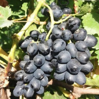 Виноград Кішміш Аттика купить