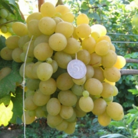 Виноград Русмолетта купить