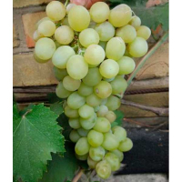 Виноград Коханий купить