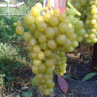 Виноград Плевен Мускат купить
