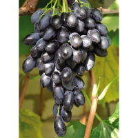 Виноград Блек Грант купить