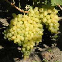 Виноград Кішміш Століття купить