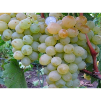 Виноград Мускат Ніна купить