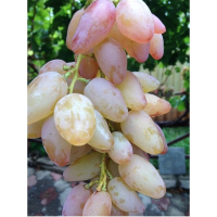 Виноград Авраам купить