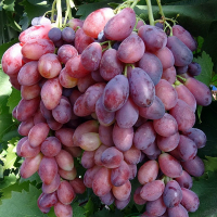 Виноград Ася купить