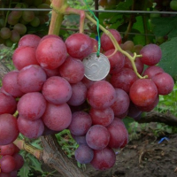 Виноград Бодрый купить
