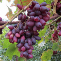 Виноград Родзинка купить